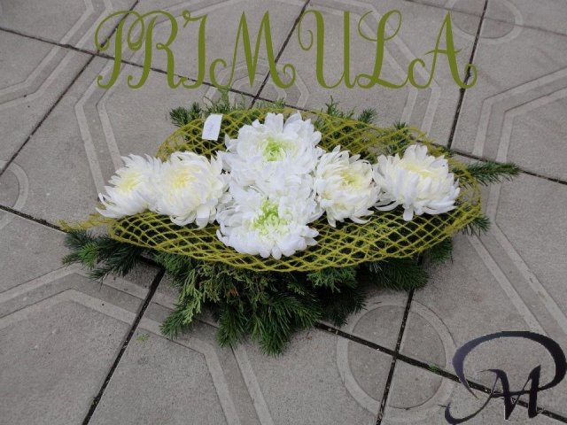 primula 4